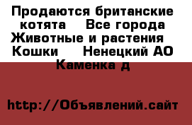 Продаются британские котята  - Все города Животные и растения » Кошки   . Ненецкий АО,Каменка д.